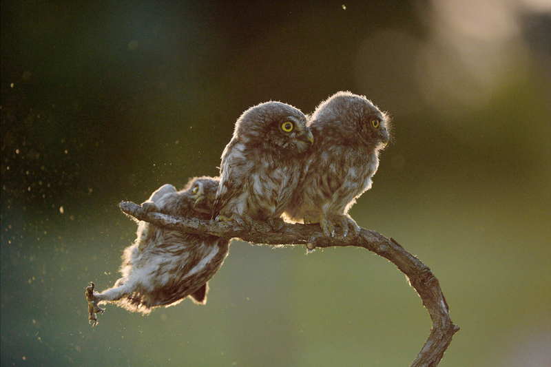Image: Tibor Kércz/Comedy Wildlife Photo Awards